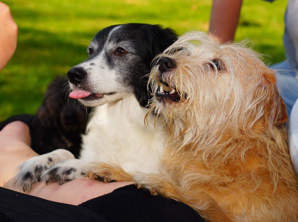 Two dogs begging for treats.