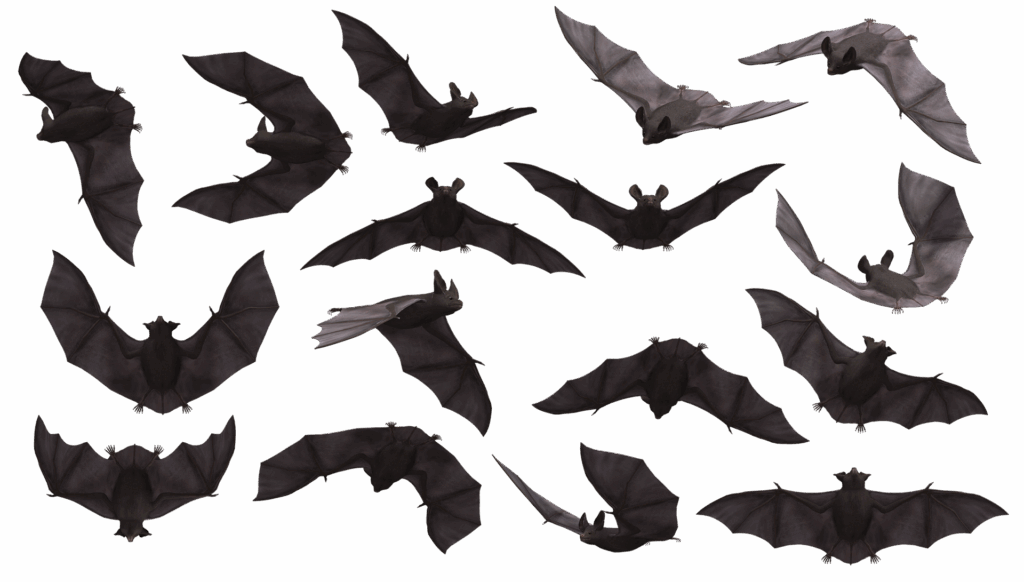 A bat in various stages of flight.