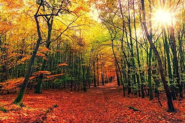 Sunlit autumn forest with colorful leaves covering a dirt path.